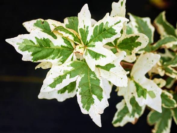 Acer campestre 'Carnival' - 2 gal light branch