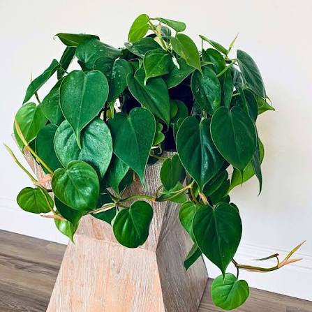 Philodendron cordatum - 6" HB