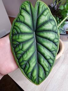 Alocasia baginda 'Dragon Scale' - 4"