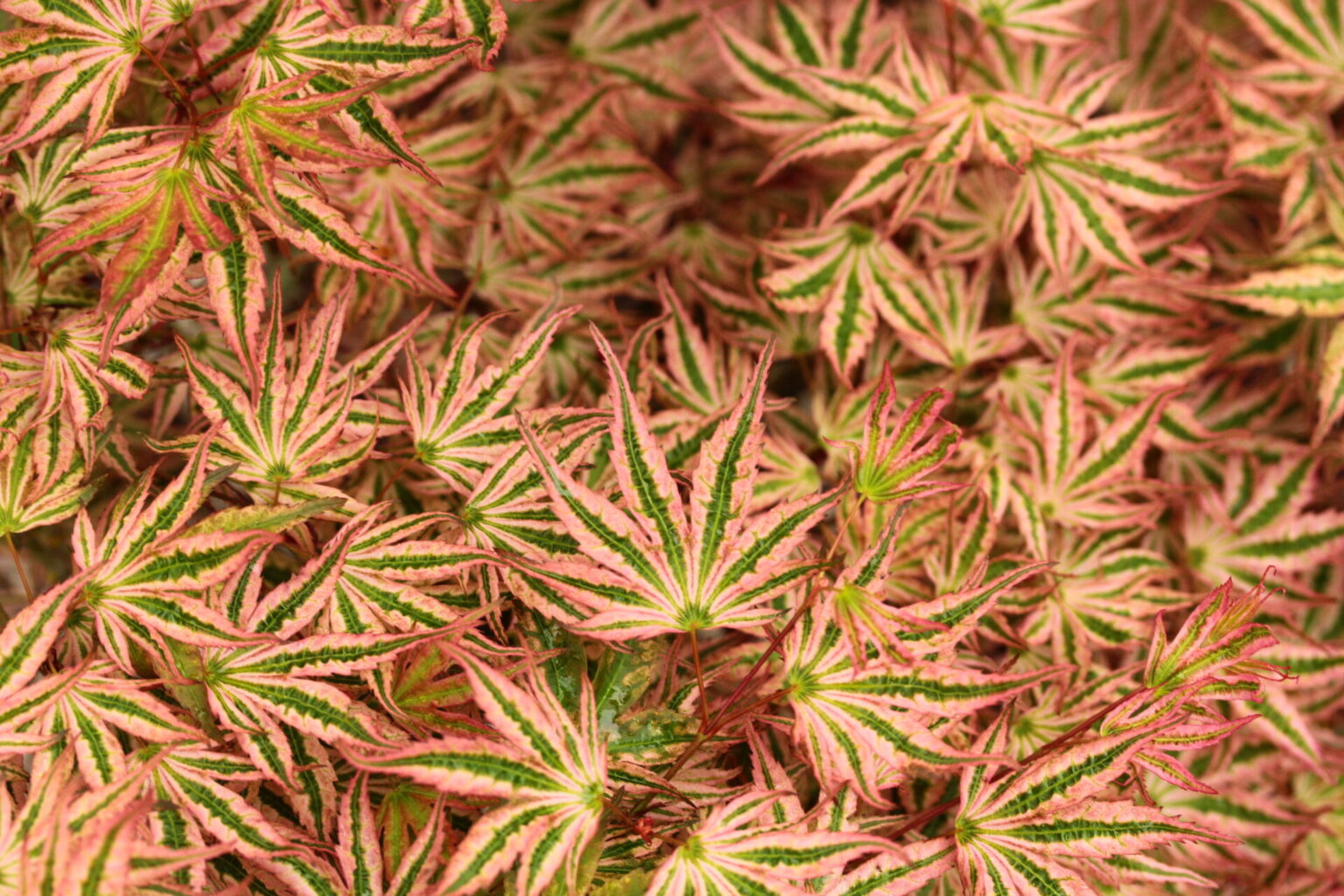 Acer palmatum 'Ikandi' - 2gal light branch