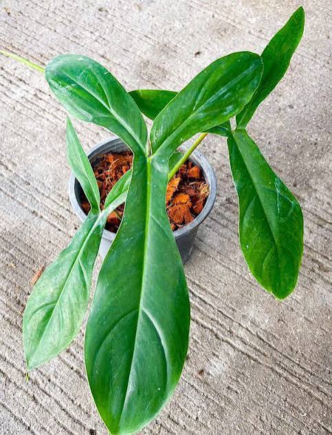Philodendron '69686' 6" pot