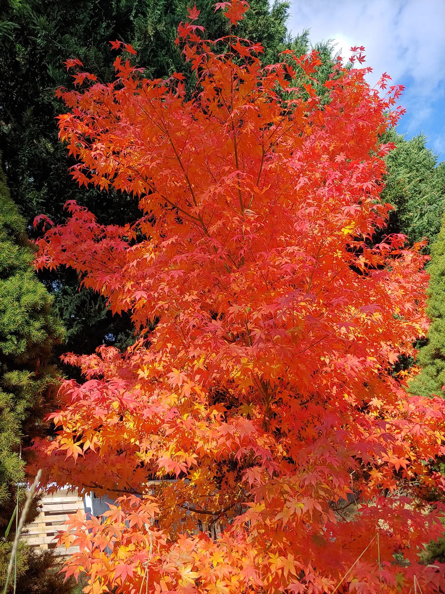 Acer palmatum 'Harvest Orange' 2 gal light branch