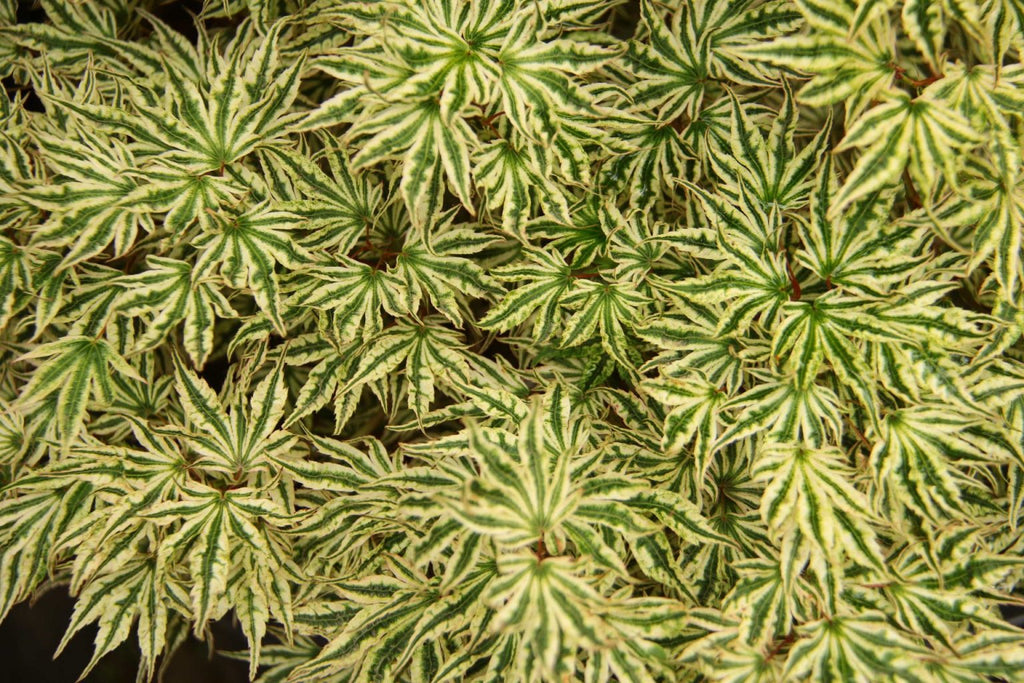 Acer palmatum 'Ikandi' - 2gal light branch