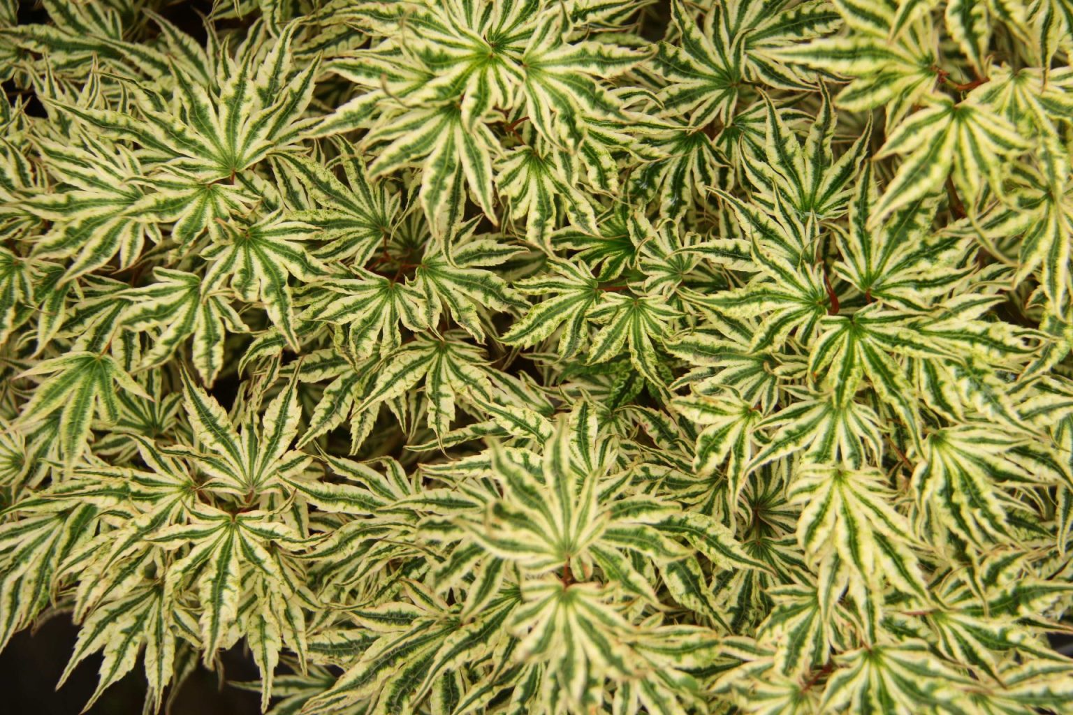 Acer palmatum 'Ikandi' - 2gal light branch