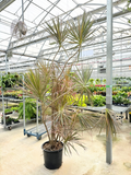 Dracaena marg. assorted - Tips 10" pot