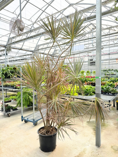 Dracaena marg. assorted - Tips 10" pot