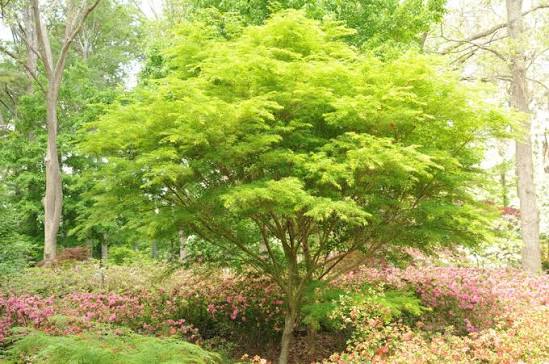 Acer palmatum 'Seiryu' 2 gal light branch