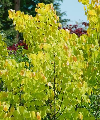 Cercis canadensis 'Hearts of Gold' 2 gal light branch