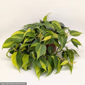 Philodendron heder. 'Brasil' - 6" HB