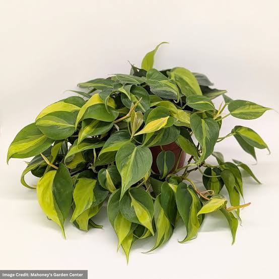 Philodendron heder. 'Brasil' - 6" HB