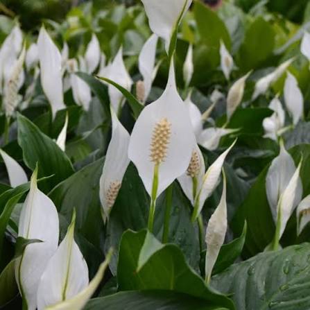 Spathiphyllum (Peace Lily) 6" pot