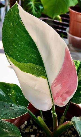 Philodendron 'White Princess' - 6"