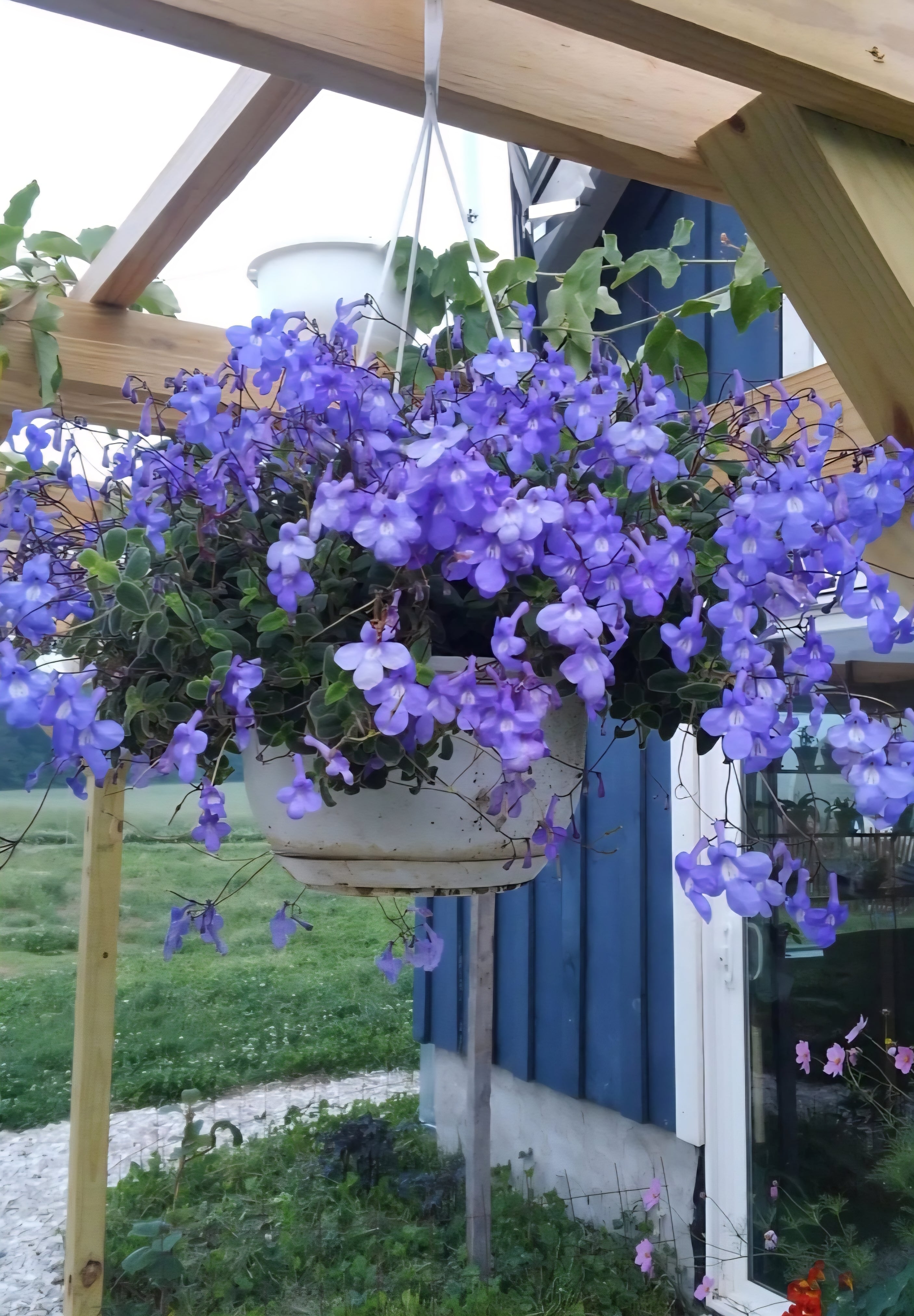 STREPTOCARPELLA Concord Blue  - 10'' hanging basket