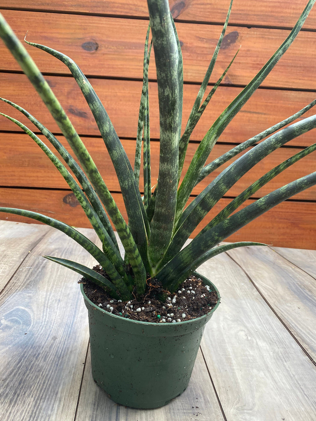 Sansevieria 'Fernwood Mikado' - 5" pot