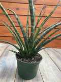 Sansevieria 'Fernwood Mikado' - 5" pot