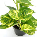 Epipremnum aur. 'Green Queen' - 4"