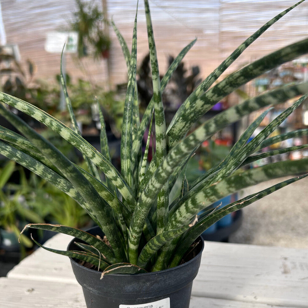 Sansevieria 'Fernwood Mikado' - 5" pot