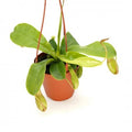 Nepenthes 4" HB