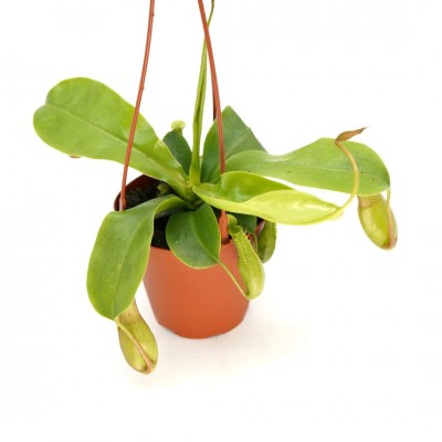 Nepenthes 4" HB