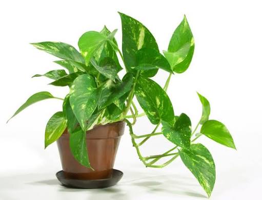 Epipremnum aureum XL - 6" HB