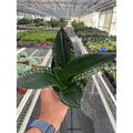 Sansevieria trifasciata 'Whitney' - Gallon