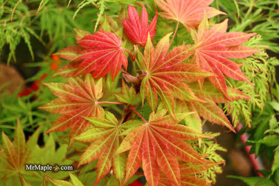 The Acer shirasawanum 'Moonrise' 2 gal light branch