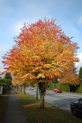 Cercidiphyllum japonicum Claim Jumper™ 'HSI1' 2 gal light branch