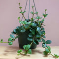 Peperomia 'Hope' -6" HB