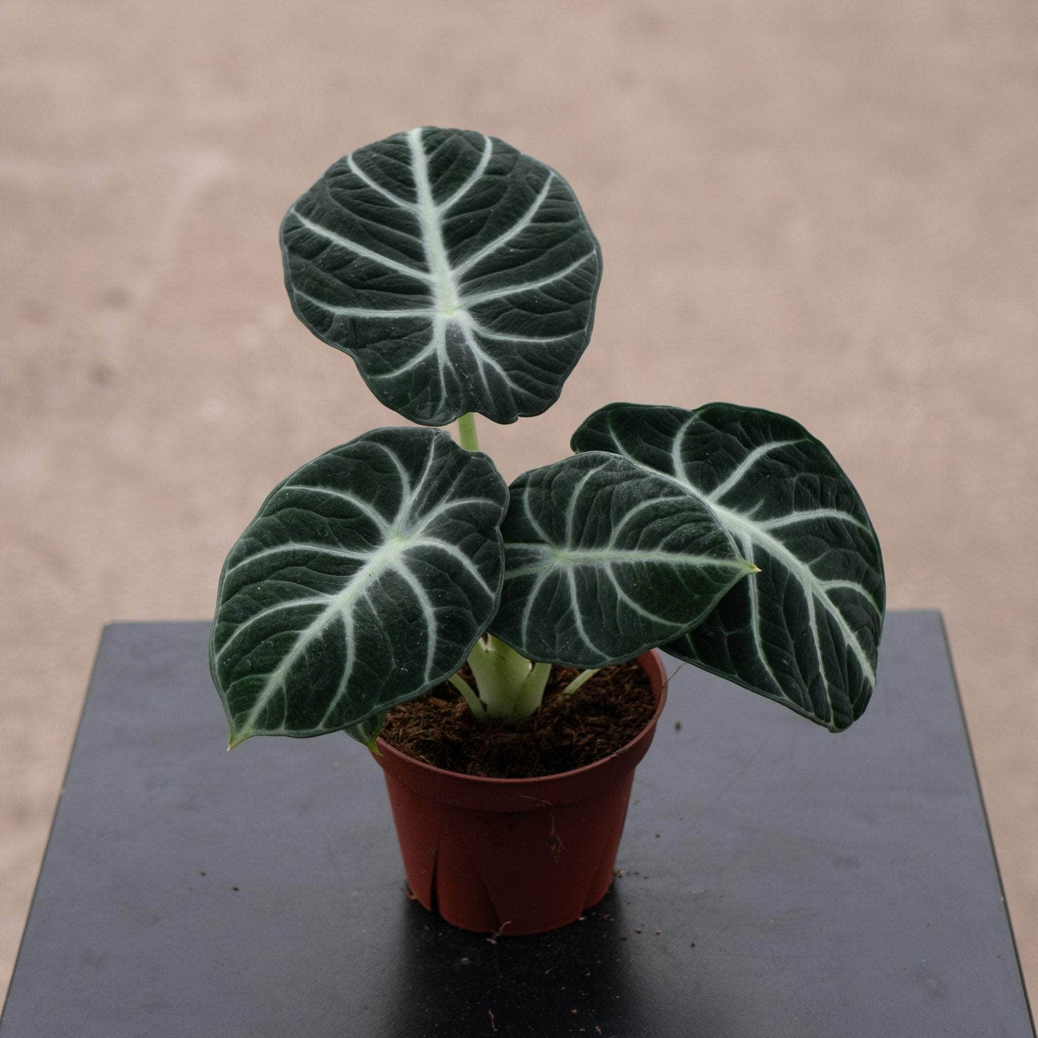 Alocasia 'Ninja' 4" pot