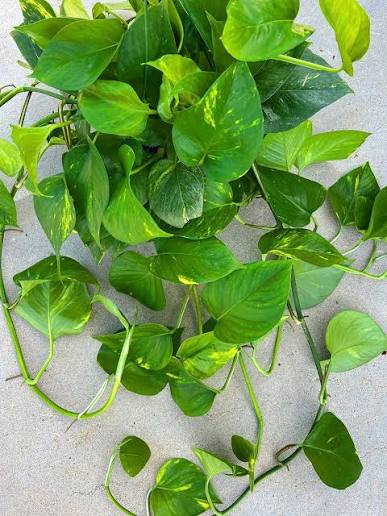 Epipremnum aureum XL - 6" HB