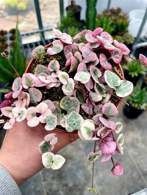 Ceropegia woodii variegata - 6" HB