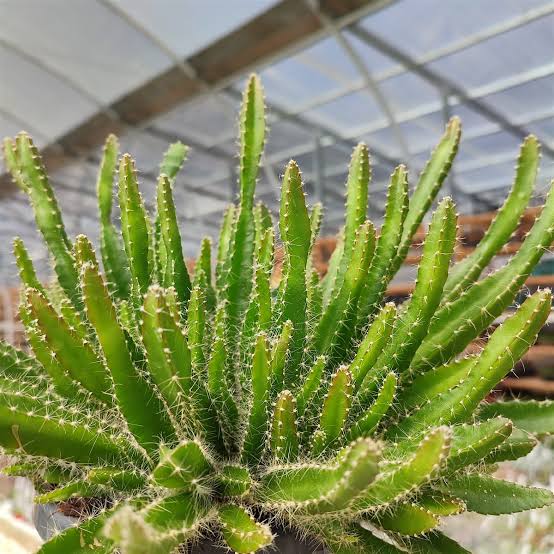Selenicereus undatus - Dragon Fruit HB
