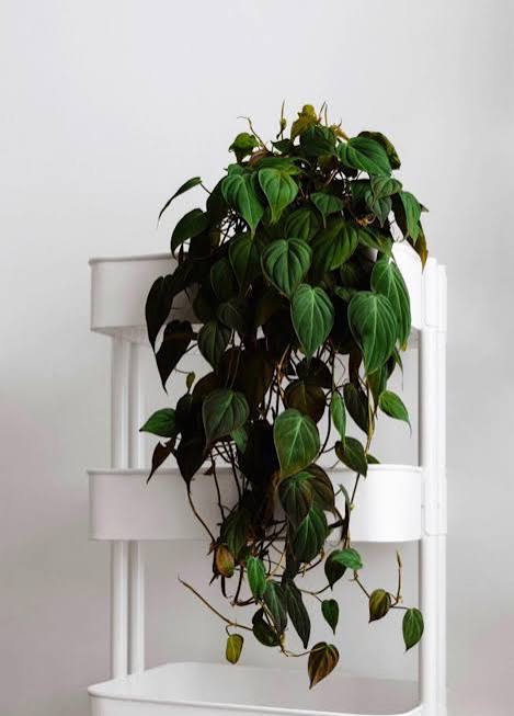 Philodendron micans - 6" HB