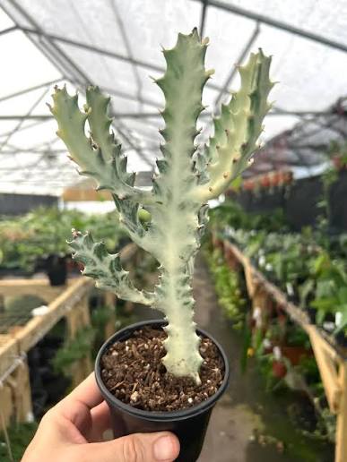 Euphorbia lactea 'White Ghost' - 4"