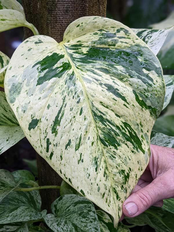 Epipremnum aureum 'Marble Queen' - 4" HB