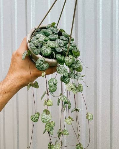 Ceropegia woodii - 6" HB