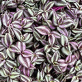 Tradescantia zebrina Purple - 4" HB