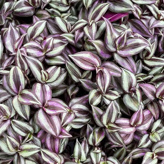 Tradescantia zebrina Purple - 4" HB