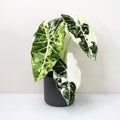 Alocasia 'Frydek Variegata' - 4" pot