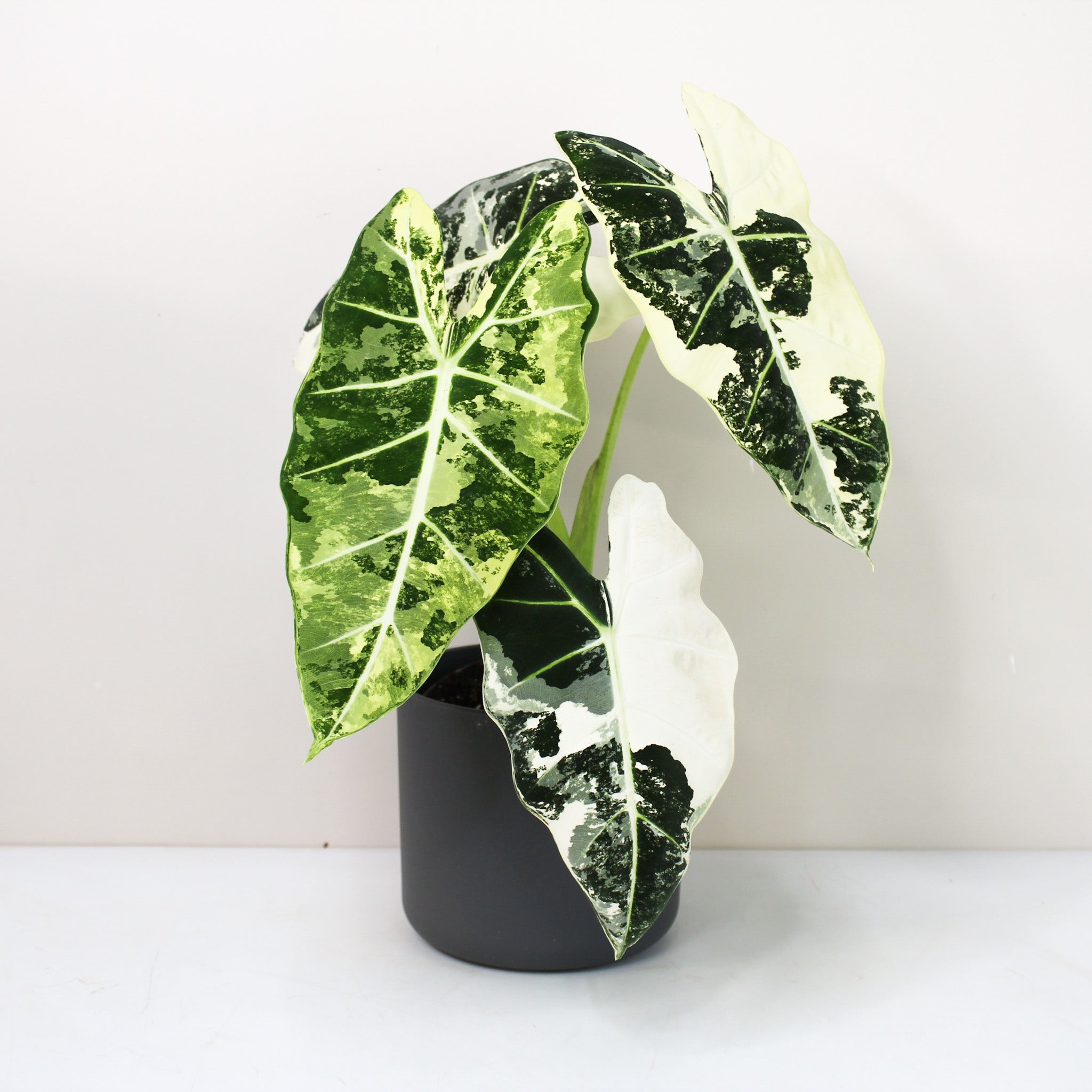 Alocasia 'Frydek Variegata' - 4" pot