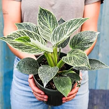 Philodendron 'Birkin' - 3" pot