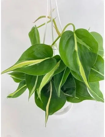 Philodendron heder. 'Silver Stripe' -HB 6"