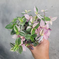 Tradescantia fluminensis 'Tricolor Pink Princess' - 4" pot