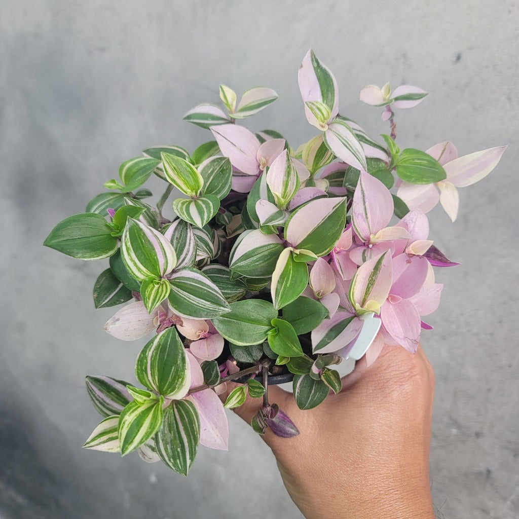 Tradescantia fluminensis 'Tricolor Pink Princess' - 4" pot