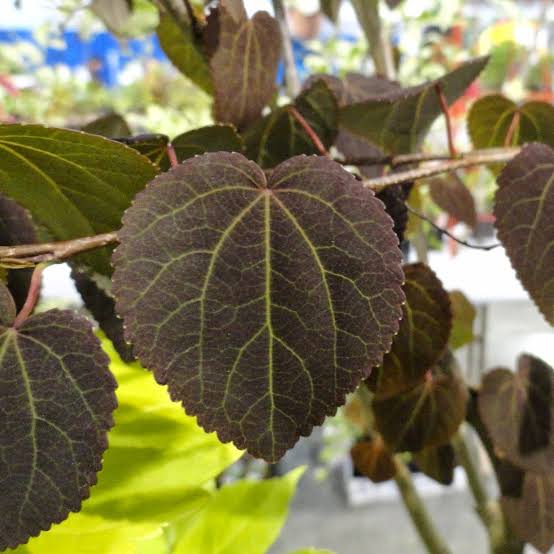 Cercidiphyllum japonicum 'Rotfuchs' - 2gal light branch