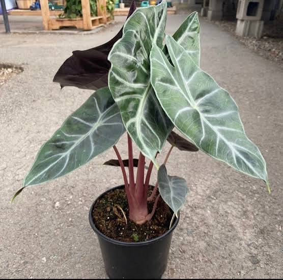 Alocasia 'Pink Princess' 6" pot