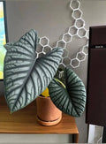 Alocasia nebula 'Imperialis' - 3" pot