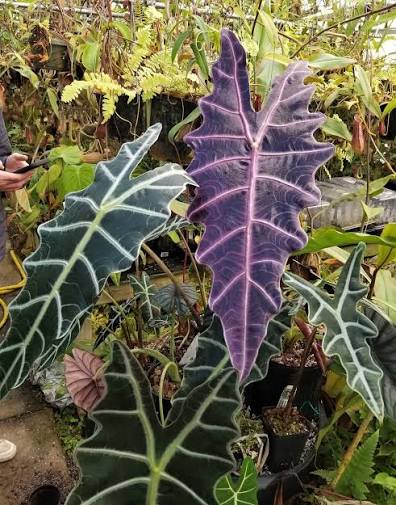 Alocasia 'Purpley' - 3" pot