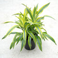 Dracaena 'Lemon Lime' 10" pot